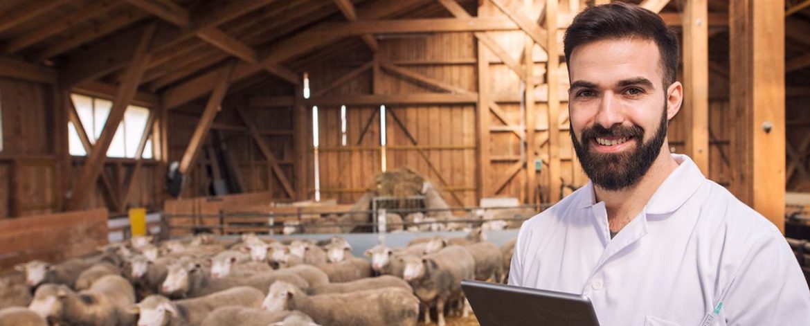 portrait-veterinarian-dressed-white-coat-with-rubber-gloves-standing-sheep-domestic-farm-edited-scaled