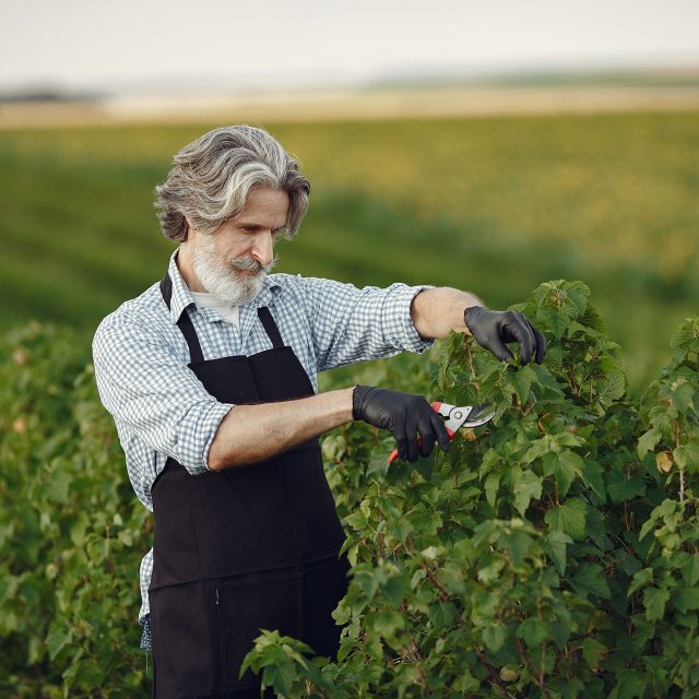 man-trimming-bough-brush-senior-black-apron